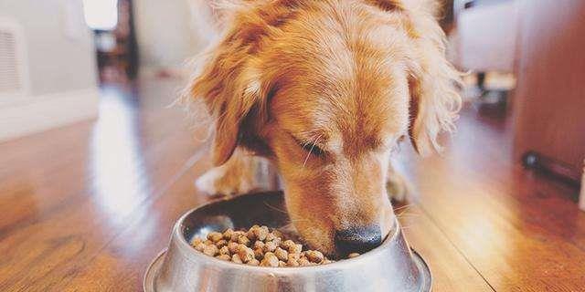 如何为茶杯犬选择适合的狗粮（掌握茶杯犬的饮食需求）