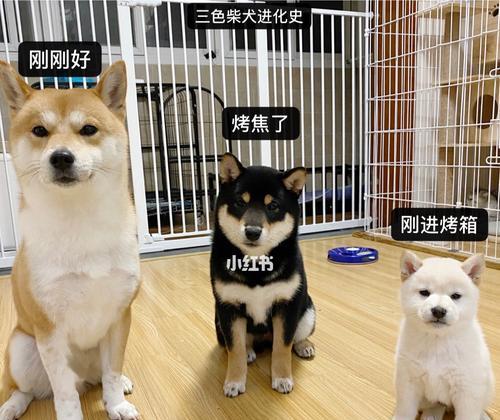 揭秘柴犬爪子颜色之谜（以柴犬为主题）