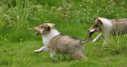 长春正规犬舍（以宠物为主）