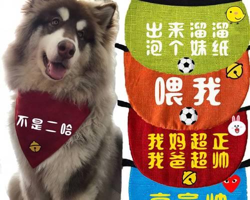 如何为你的超大型泰迪犬取名字（一个超大型泰迪犬的名字可以是什么）