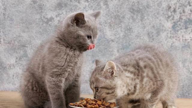 为你的小猫提供健康的饮食，让它健康成长（为你的小猫提供健康的饮食）