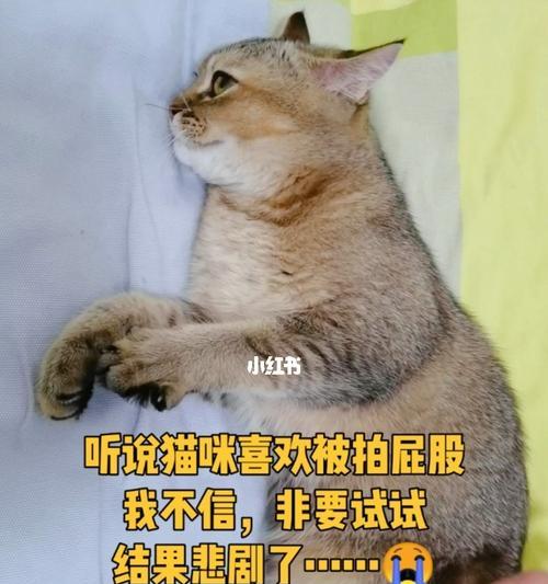 以打猫屁股为惩罚，究竟是好还是坏（宠物行为惩罚）