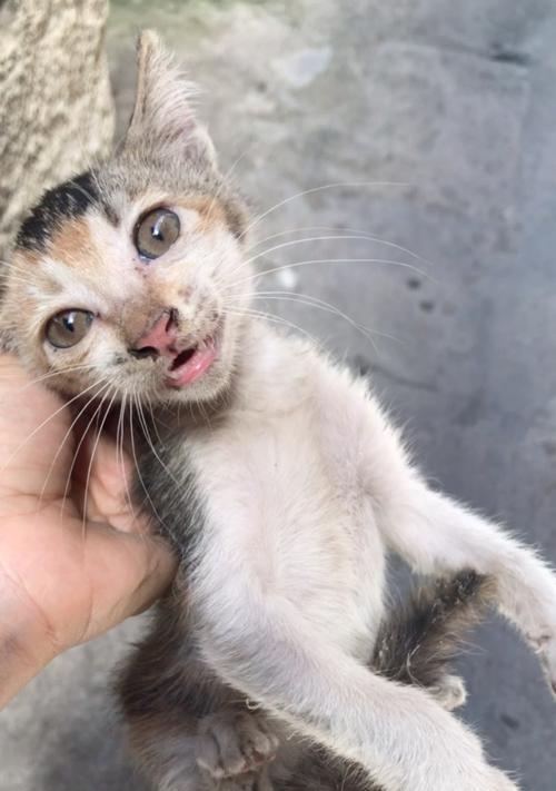 大流浪猫暴食小猫事件揭露（宠物保护意识与责任）