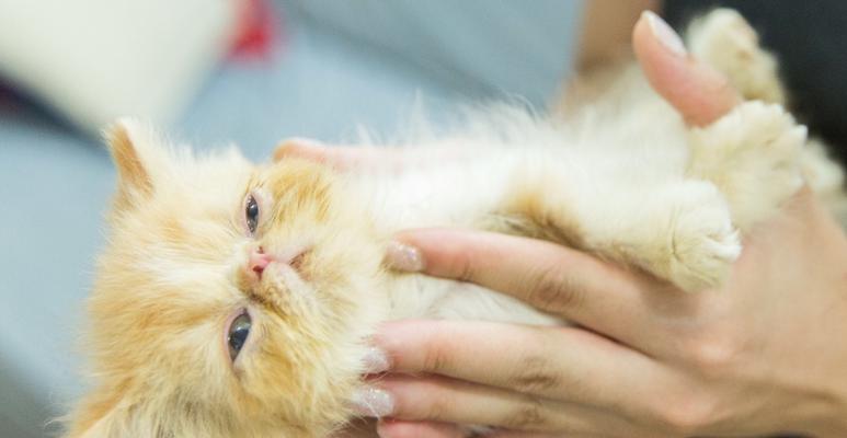 带猫咪参加比赛，这些需要注意（为你的爱猫准备一场完美的比赛经历）