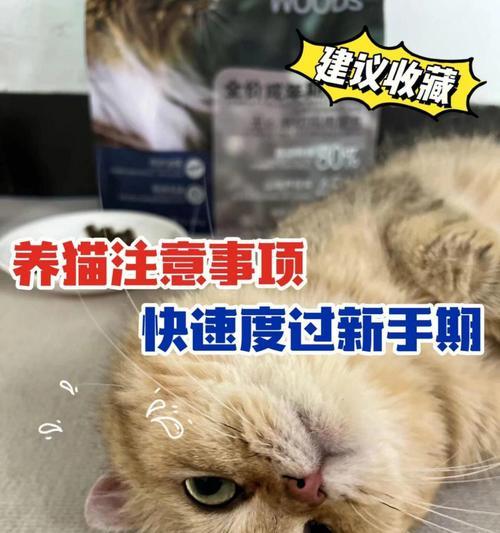 带猫咪参加比赛，这些需要注意（为你的爱猫准备一场完美的比赛经历）