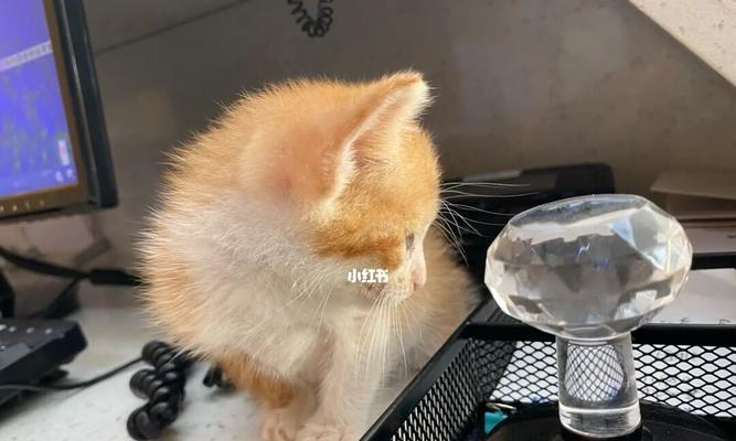 猫咪声音变小了，是什么原因（揭秘影响猫咪声音大小的五大因素）