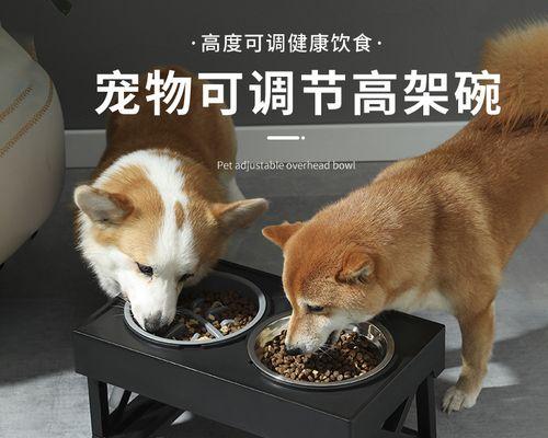 猫咪生育后寿命