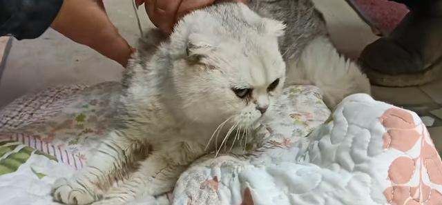 猫咪生死线上的这些疾病（探讨猫咪病症及保健方法）