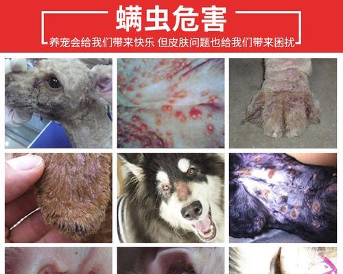 猫咪生死线上的这些疾病（探讨猫咪病症及保健方法）