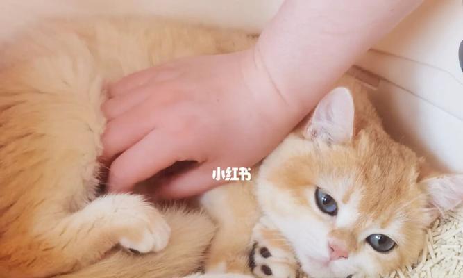 猫咪扒猫砂，你知道其中的秘密吗（探秘猫咪扒猫砂的原因与解决方法）