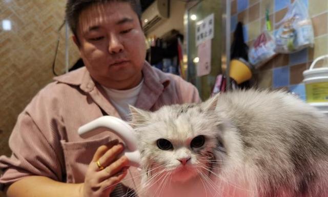 如何正确护理手术后的宠物猫咪（了解手术后护理的重要性）