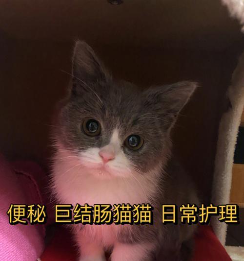 如何正确护理手术后的宠物猫咪（了解手术后护理的重要性）