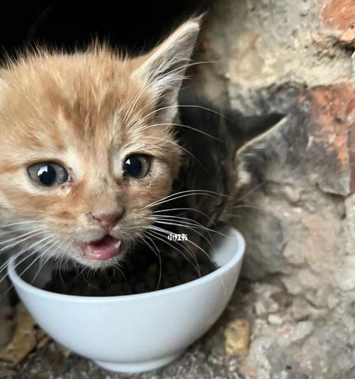 猫咪太饿会吐（宠物的饮食需求与健康问题详解）