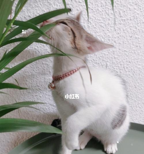 猫咪为何特别爱咬线（探究猫咪咬线的原因与解决方法）