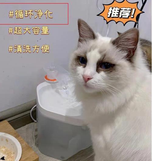 猫咪健康，从洁耳舒开始（让宠物快乐舒适的生活）