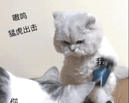 「猫咪舔你表情包」，如何萌化你的表情箱（宠物主题表情包）