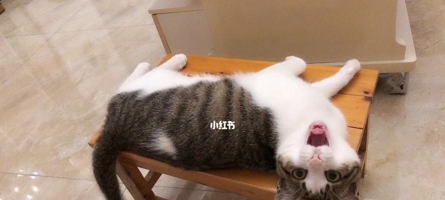 猫咪为我舔摇尾巴，这是什么意思（探秘猫咪舔摇尾巴的神秘行为）