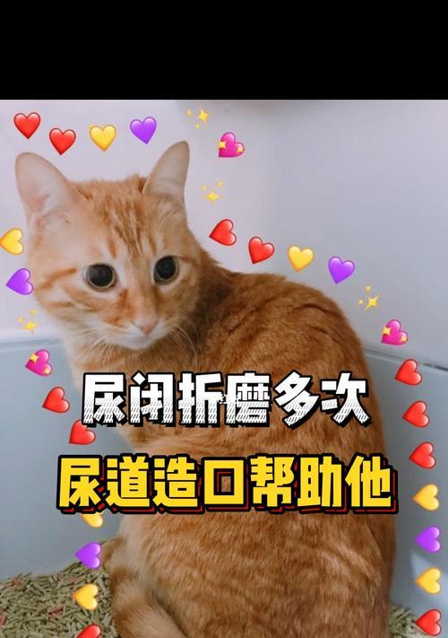 猫咪通尿道后的注意事项（如何保护宠物的尿道健康）