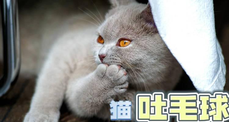 猫咪吐毛症状分析（如何预防猫咪吐毛）