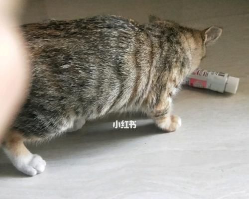 宠物猫咪为何吐了却不拉屎（探究猫咪吐出食物而便秘的原因）