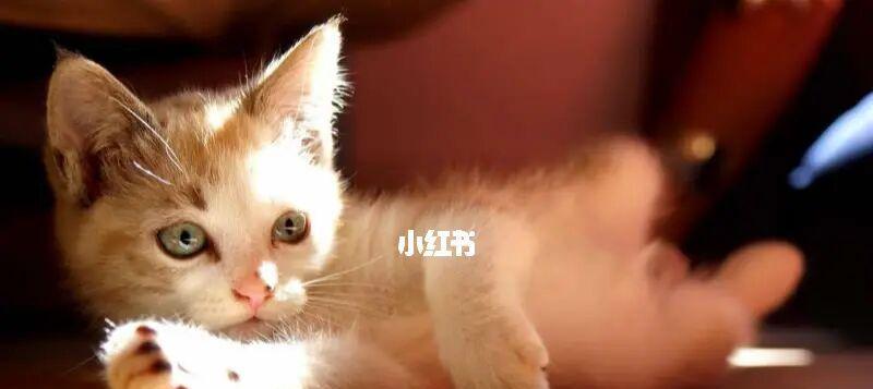 为什么你的猫咪会喘（探究猫咪喘气的原因和治疗方法）