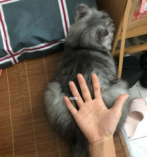 猫咪为什么喜欢钻裤裆（揭秘猫咪的喜好和习性）