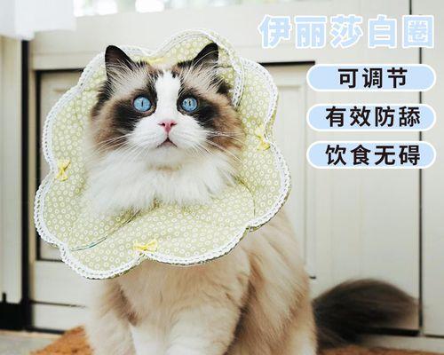 「爱宠护理」——自制猫咪项圈（简单易学的DIY方法）