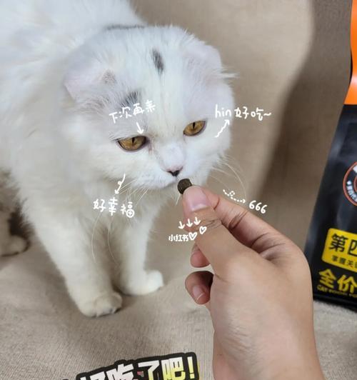 猫咪的饮食需要注意些什么（掌握饮食规律）