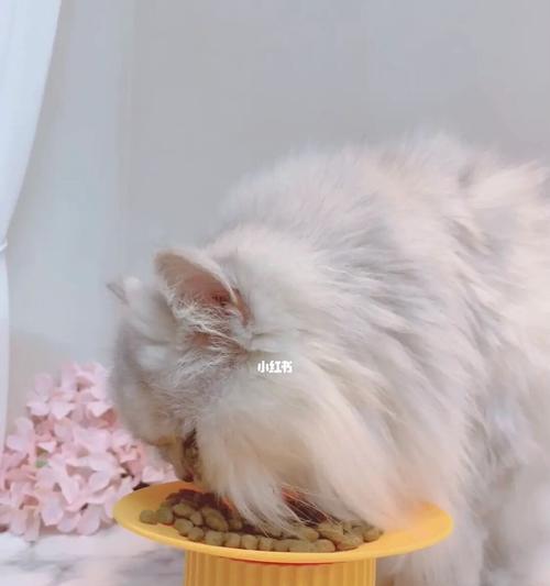 猫咪的饮食需要注意些什么（掌握饮食规律）