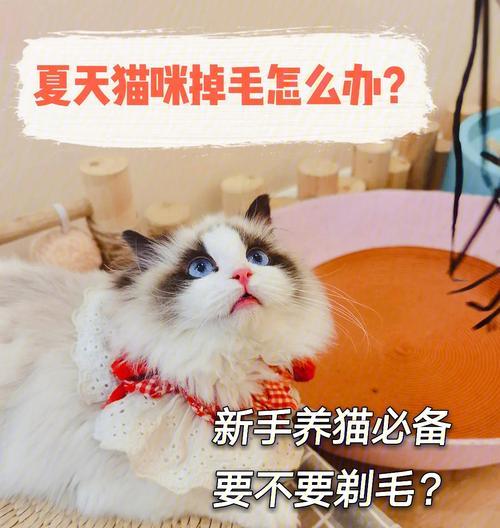 猫咪换毛的必要性（探讨猫咪毛发换代的原因和对策）