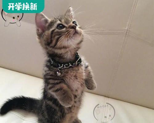 猫咪喝水量的重要性（宠物猫咪的日常饮水需求与健康保障）