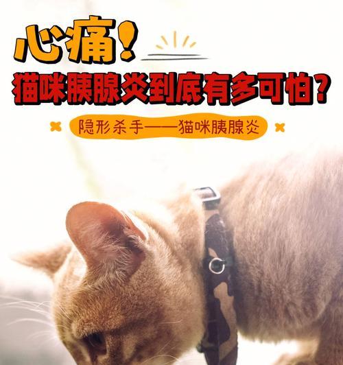 如何处理猫咪胰腺炎引起的便血问题（宠物护理指南）