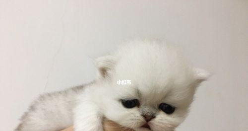 猫咪幼崽的养育指南（从饮食到训练）