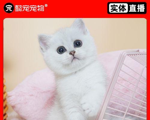 猫咪预防针何时打（宠物猫咪的免疫保护措施）