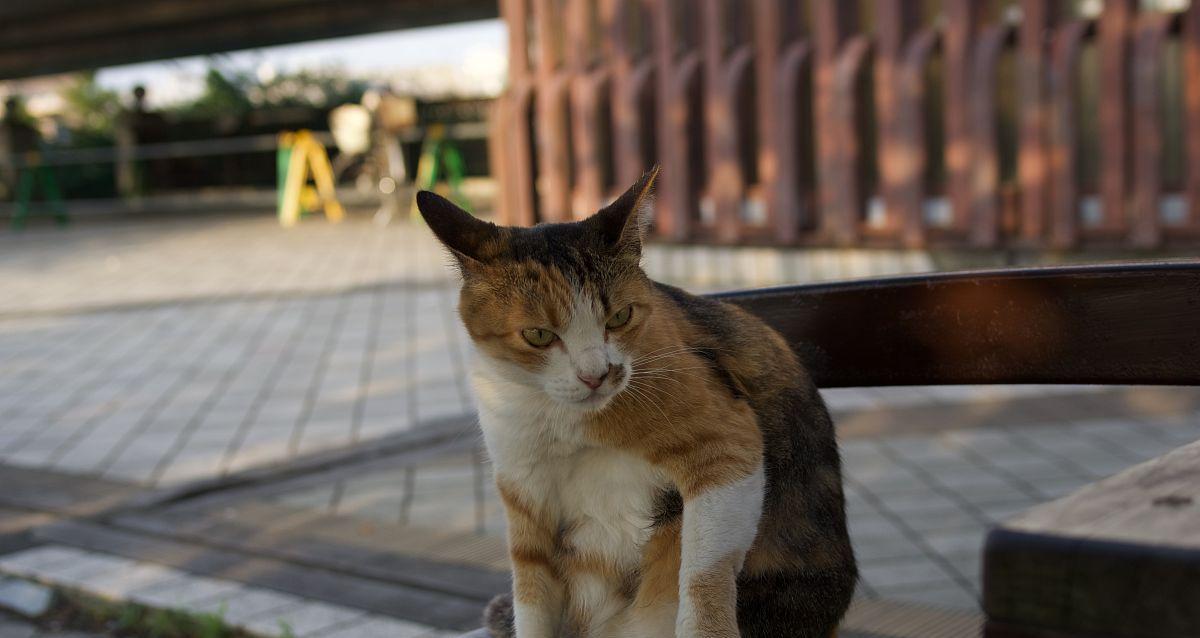 猫咪杂色黑白黄的魅力（探寻它们在宠物世界的地位和魅力所在）