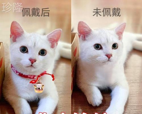 猫咪跑丢的原因与应对方法（如何避免宠物走失）