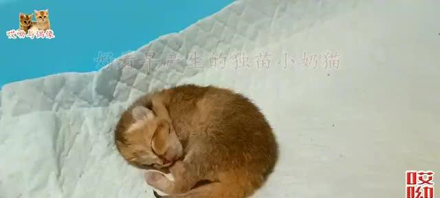 探究宠物猫咪早产的原因（分析营养不良）