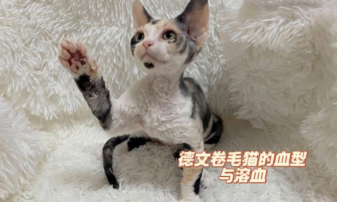 猫咪血型如何测定（用正确方法保证宠物健康）