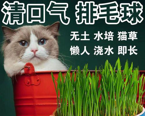 探究猫咪吃猫草的原因与方法（揭秘猫草的功效和如何为猫咪提供最佳食用方式）