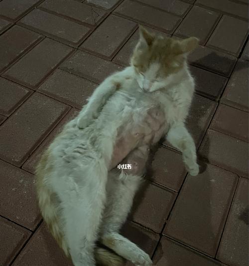 如何应对宠物猫咪涨奶问题（解决猫咪产后乳腺炎的有效方法）