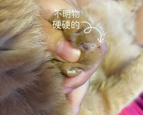 一只猫咪为什么不敢落地（揭秘宠物猫的神秘行为背后的原因）