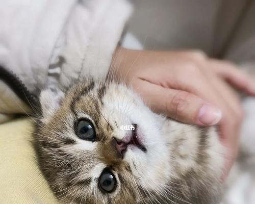 猫咪流鼻涕（探究猫咪流鼻涕的原因及解决方法）