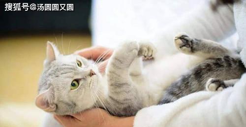 母猫哺育小猫的技巧（如何让宠物母猫更好地喂养小猫）