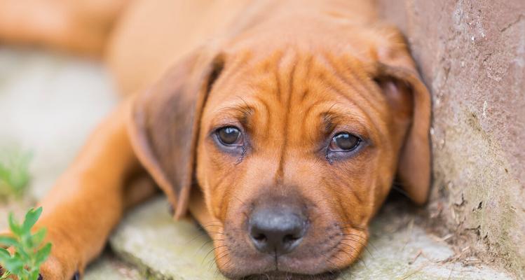 犬瘟——宠物世界的隐形杀手（了解犬瘟）