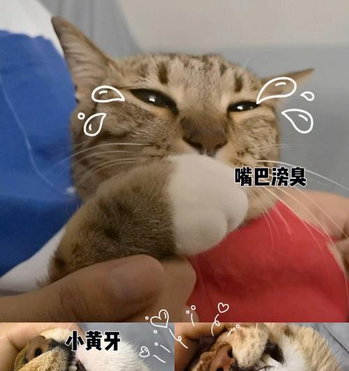 如何为宠物猫刷牙（简单易学的猫咪口腔护理方法）