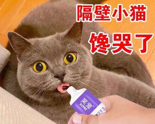 如何给猫咪增肥（掌握科学的喂养技巧）