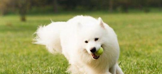 萨摩犬饮食指南（萨摩犬能吃什么）