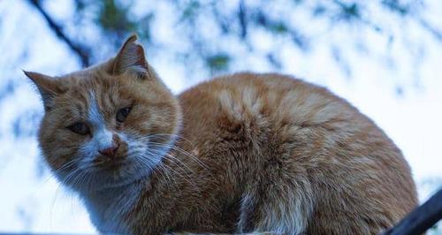 三个月小猫的温度管理（宠物小猫的健康需要你的关注）