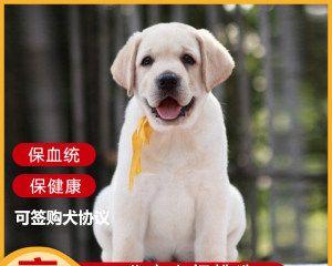 品味美丽大型犬（选型、养护、培养）