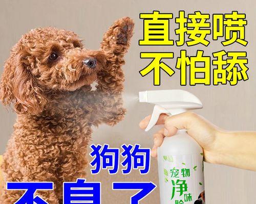 猫咪消毒，健康宠物从此开始（用这些方法）